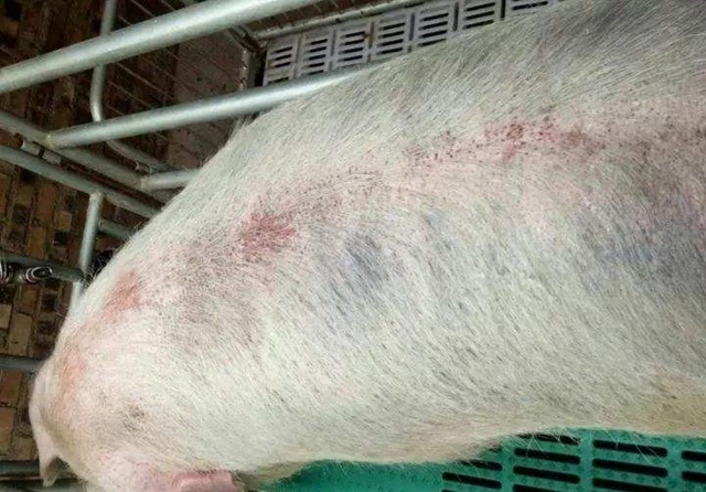 猪皮肤没有出血还可能是血虫病吗,什么虫子可以引起猪皮肤出血