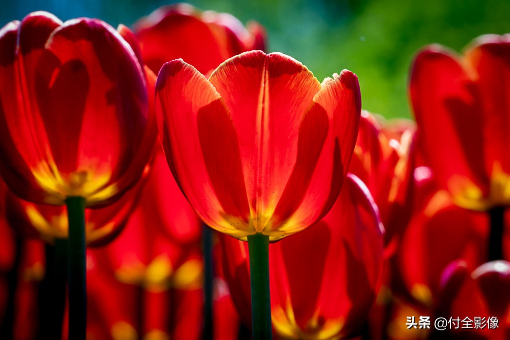 北京国际鲜花港有限公司,北京国际鲜花港一日游