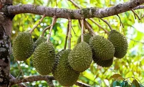 榴莲核发芽了怎么种出来要多久,榴莲核子怎样种才能种成一棵树
