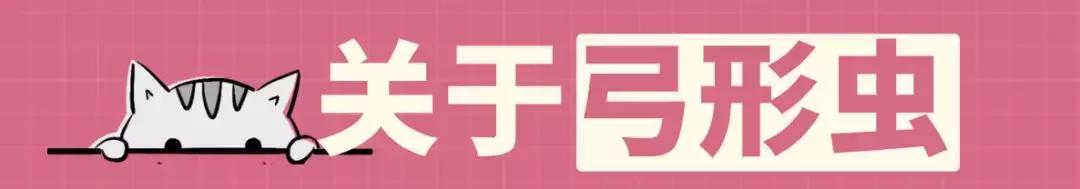 怀孕了还是想养猫猫狗狗怎么办?华西专家:可以养,但绝不能随便养!