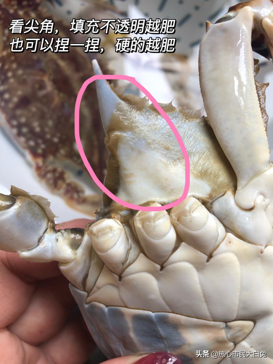 又到了吃螃蟹的季节你会挑吗,最适合吃螃蟹的季节是什么时候呢