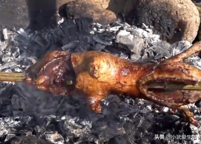 竹鼠中暑被华农兄弟埋在沙子里,华农兄弟这只竹鼠中暑了原版