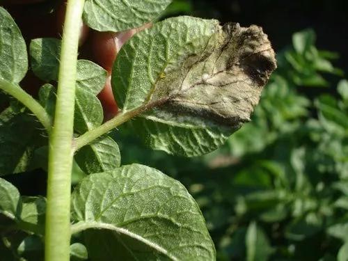 马铃薯的地下害虫有哪些,马铃薯种植技术及病虫害防治