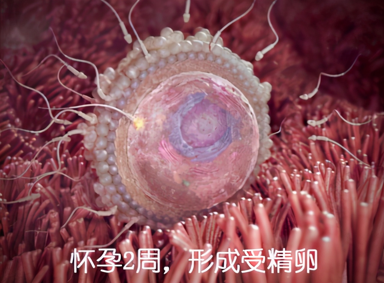 胎儿在母体内长大图片,胎儿在体内如何发育视频