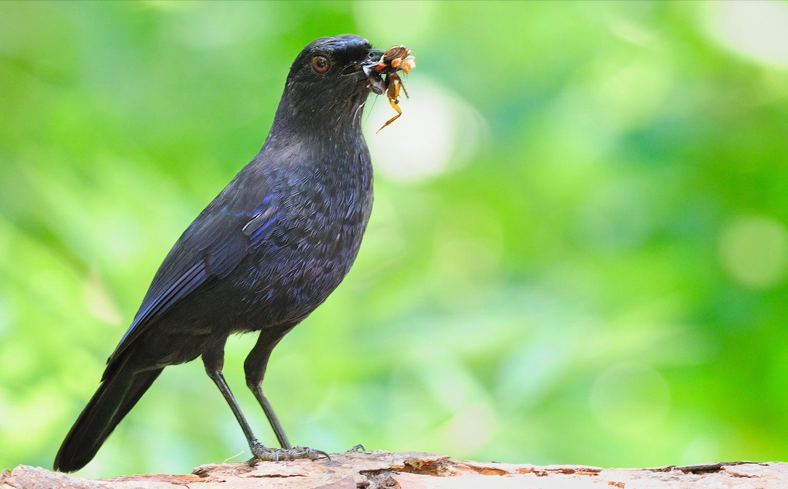 东江揽胜,惠州淡水常见鸟类图谱
