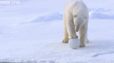 bbc纪录片揭露残忍人类对待动物,bbc动物纪录片造假事件