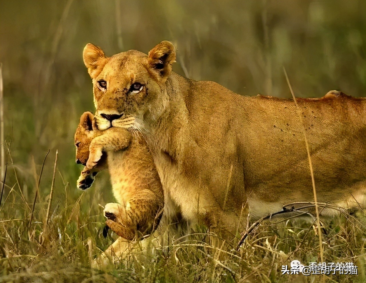 捏住老虎后颈就不敢动了,捏住老虎后颈肉会怎样