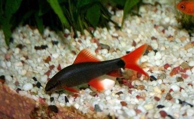 十大最好看的观赏鱼图片大全,十种最漂亮的观赏鱼图片