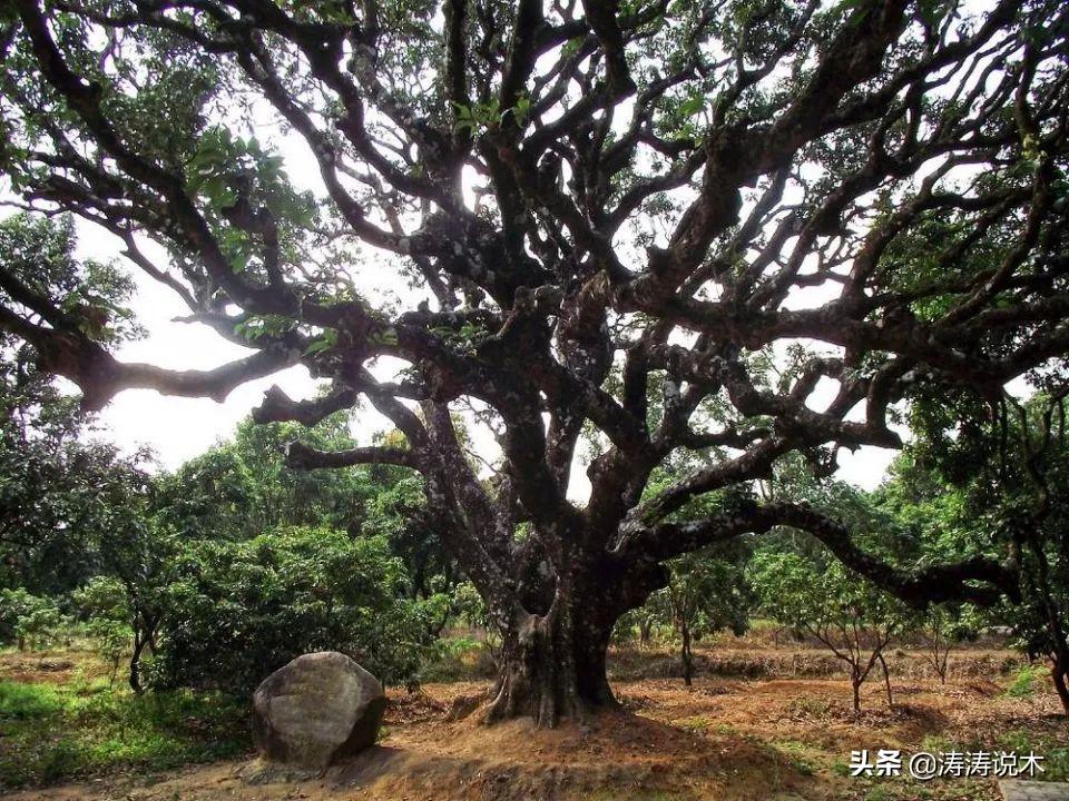 农村常见的木质坚硬的树有哪些,农村常见的一种结黄色果实的树