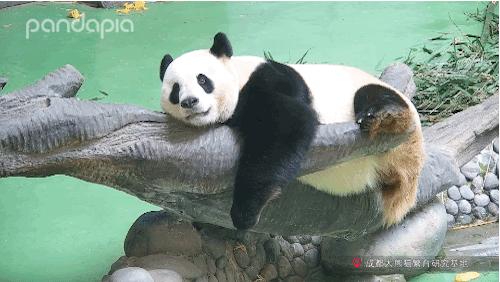 不能出去玩怎么办?滚滚表示在家也可以很快乐