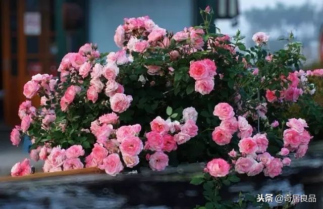 四季开花的庭院爬藤,庭院爬藤花期长哪种最好