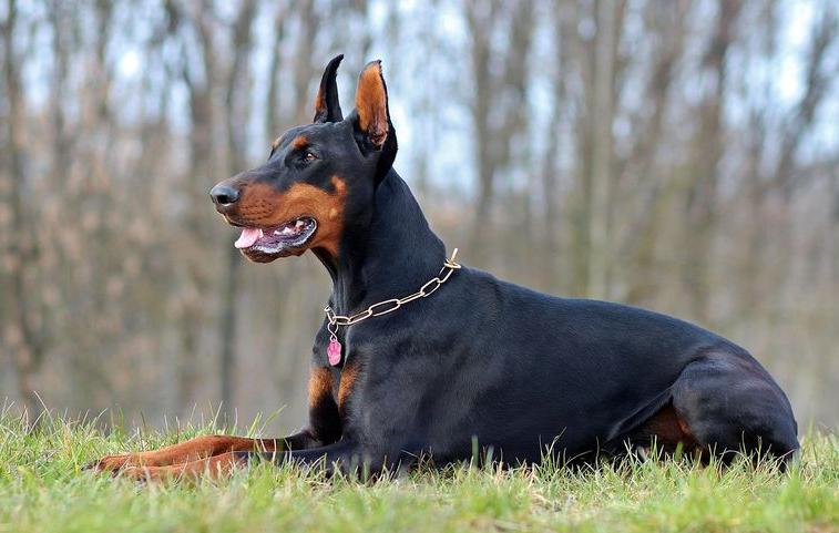 哪种狗最好养又不会生病,什么狗最聪明但很多人不愿意养