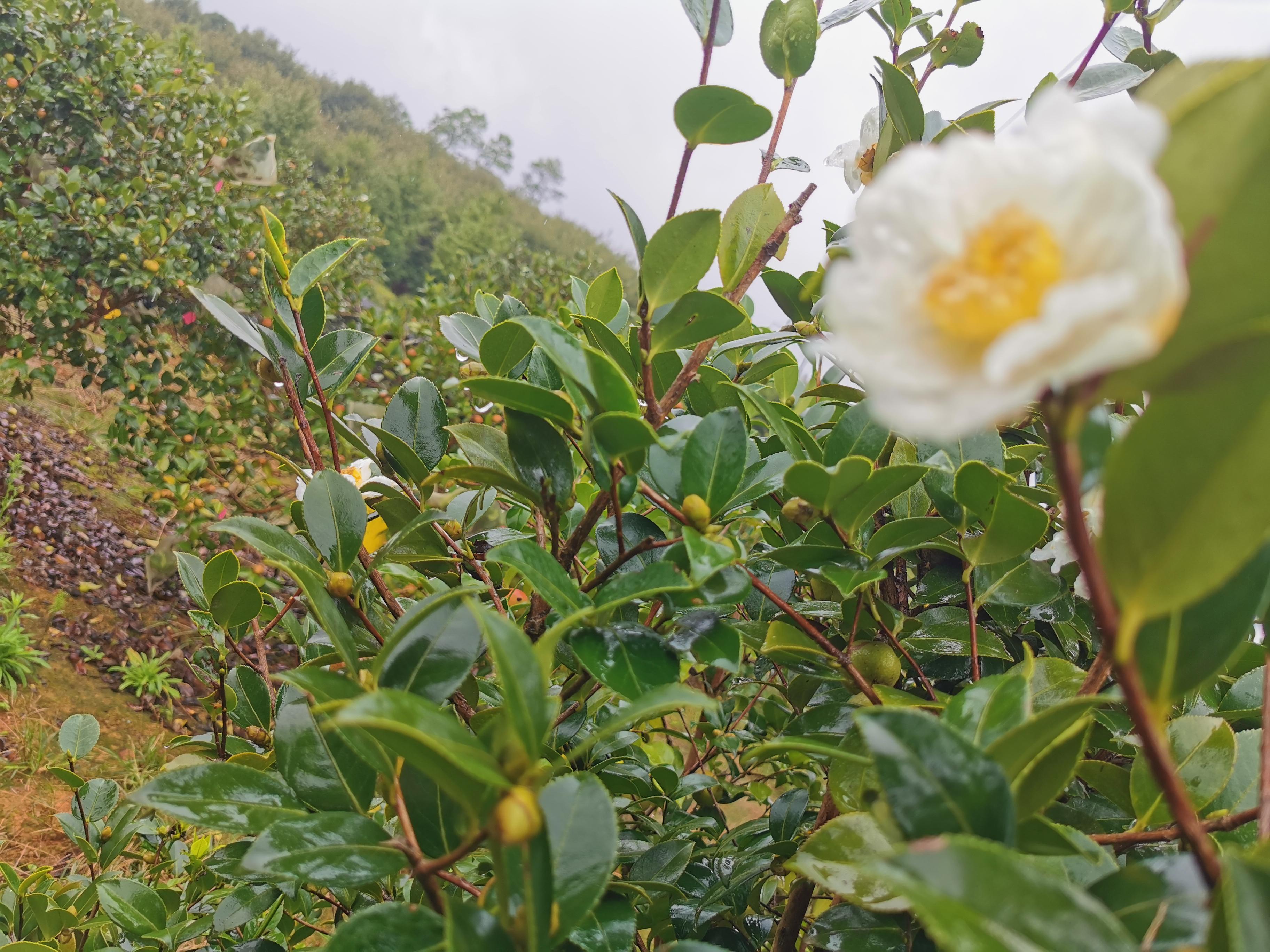 中国油茶之乡,中国油茶之乡玉屏