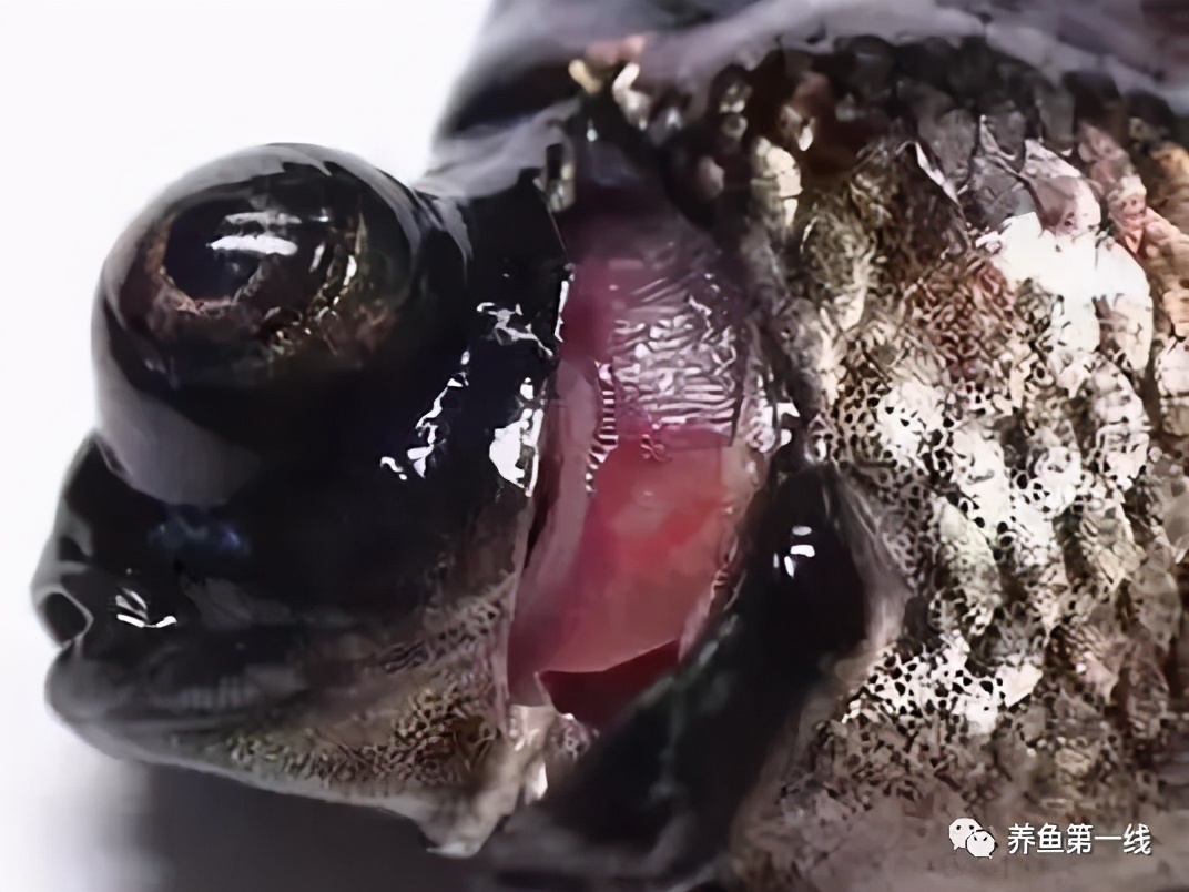 水产鱼鳃虫怎么治疗最好,鱼鳃霉病图片