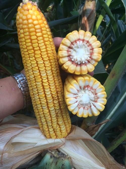 又一个大棒、耐密、抗倒、抗病玉米新品种上市，最高亩产2083斤