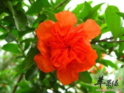 软石榴籽的营养,石榴有什么营养