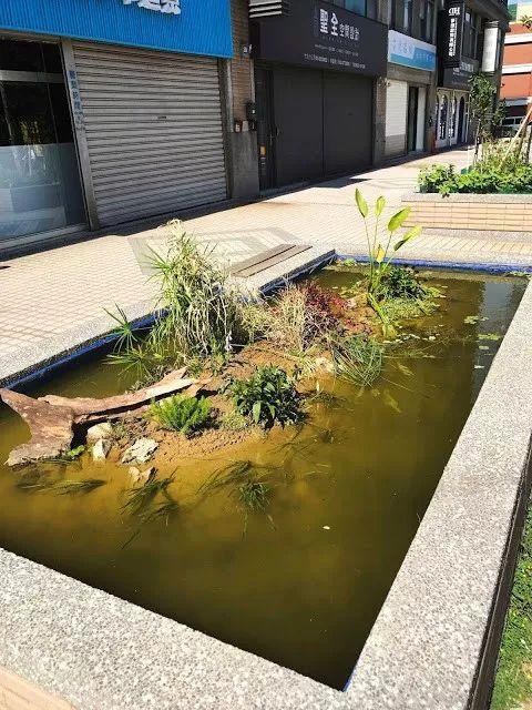 鱼池如何改造成花池,花池改鱼池如何做过滤