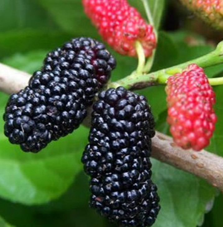 80后的童年吃的野果江西,小时候吃的野果有白汁