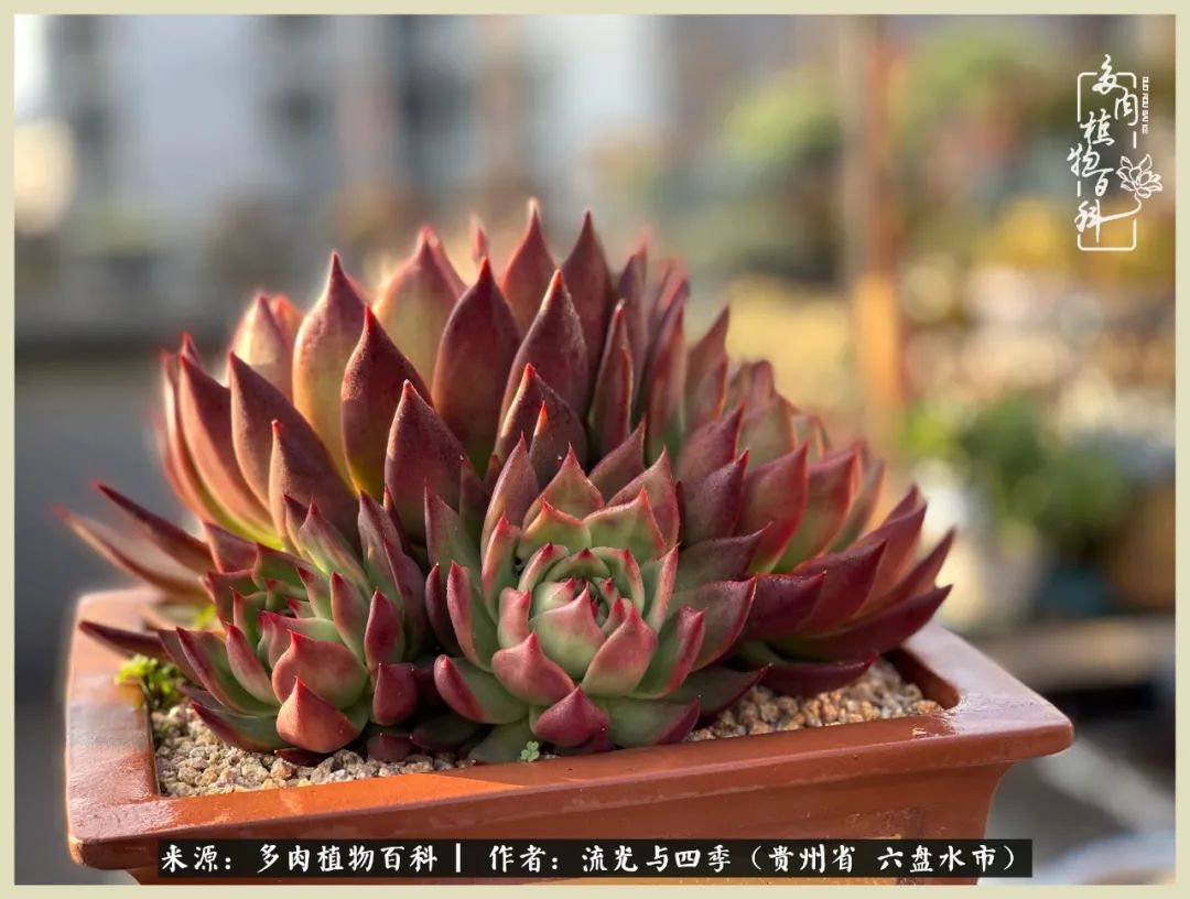 国庆假期你快乐吗?来,凉都美肉与你相伴一一小乌木的霸气东云