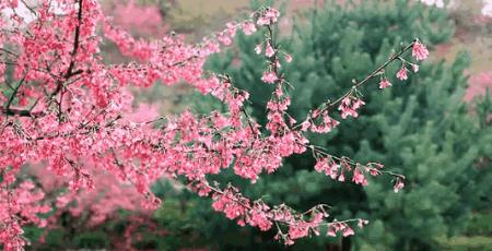 花水湾金陵温泉度假酒店温泉,成都花水湾温泉旅游度假