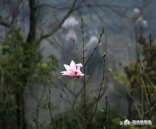 鼻子不通气用什么草药,睡觉就鼻子不通中药方