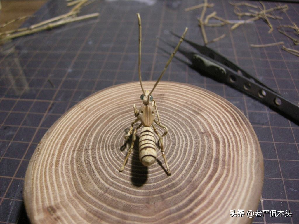 昆虫标本树脂竹节虫,昆虫标本制作竹节虫