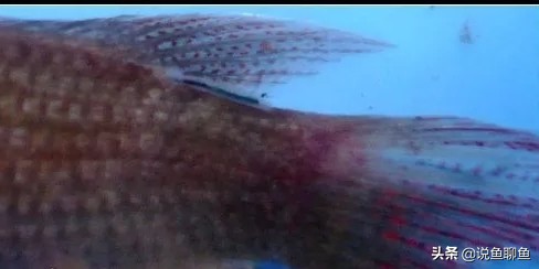 中国斗鱼生虱怎么治疗,锚头蚤寄生虫怎样治疗
