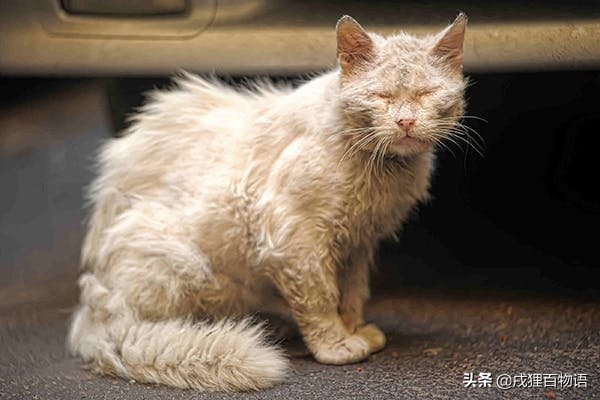 猫咪掉毛的原因有哪些,猫咪脱毛一坨一坨的掉是怎么回事
