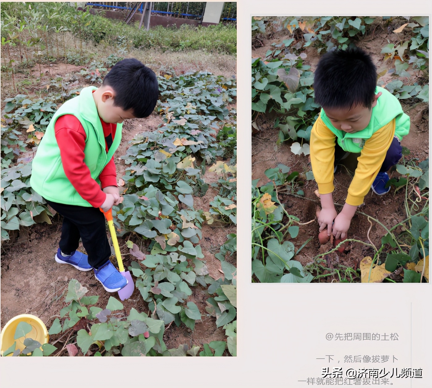 幼儿园红薯生成课活动方案,幼儿园科学教案红薯的成长过程