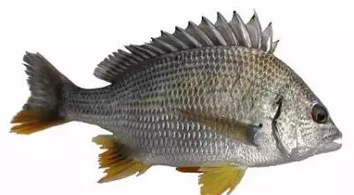 十种受欢迎的海鲜鱼类,最名贵的海鲜鱼类