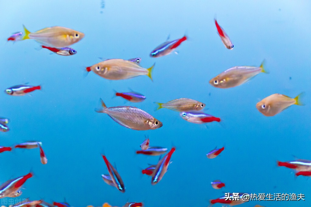 鱼缸里增加新鱼的注意事项,鱼缸加鱼是少量多次还是一次加够