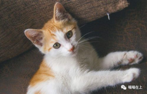 猫生病的时候有什么症状表现,猫生病了奄奄一息还能活吗