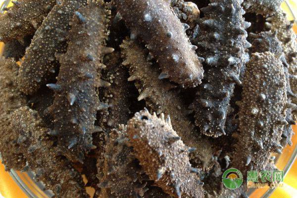 干海参的挑选方法及技巧,干海参怎么选购好吃又营养