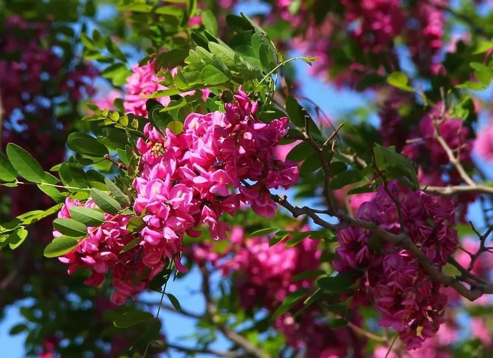 看到花的时候,不知是什么花?那就收下这份百花图谱