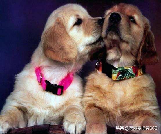 判断狗狗发情的三种最有效的方法，只要完全掌握一种，你就是大神