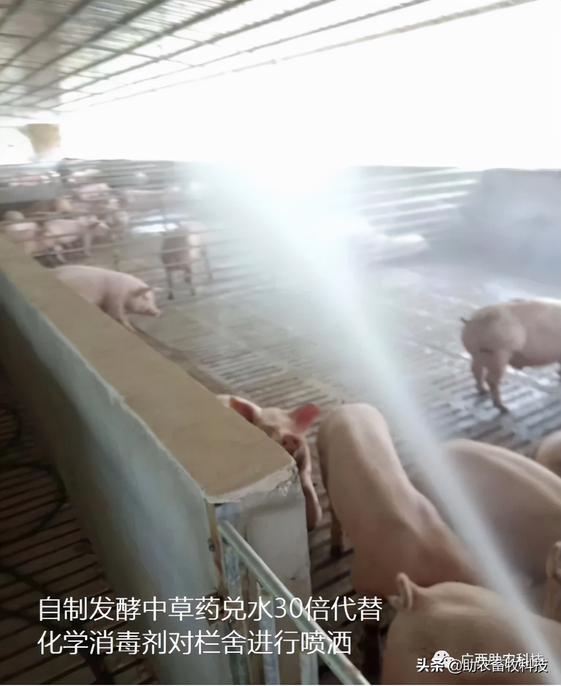 消灭非瘟最好方法,怎么预防非瘟最有效