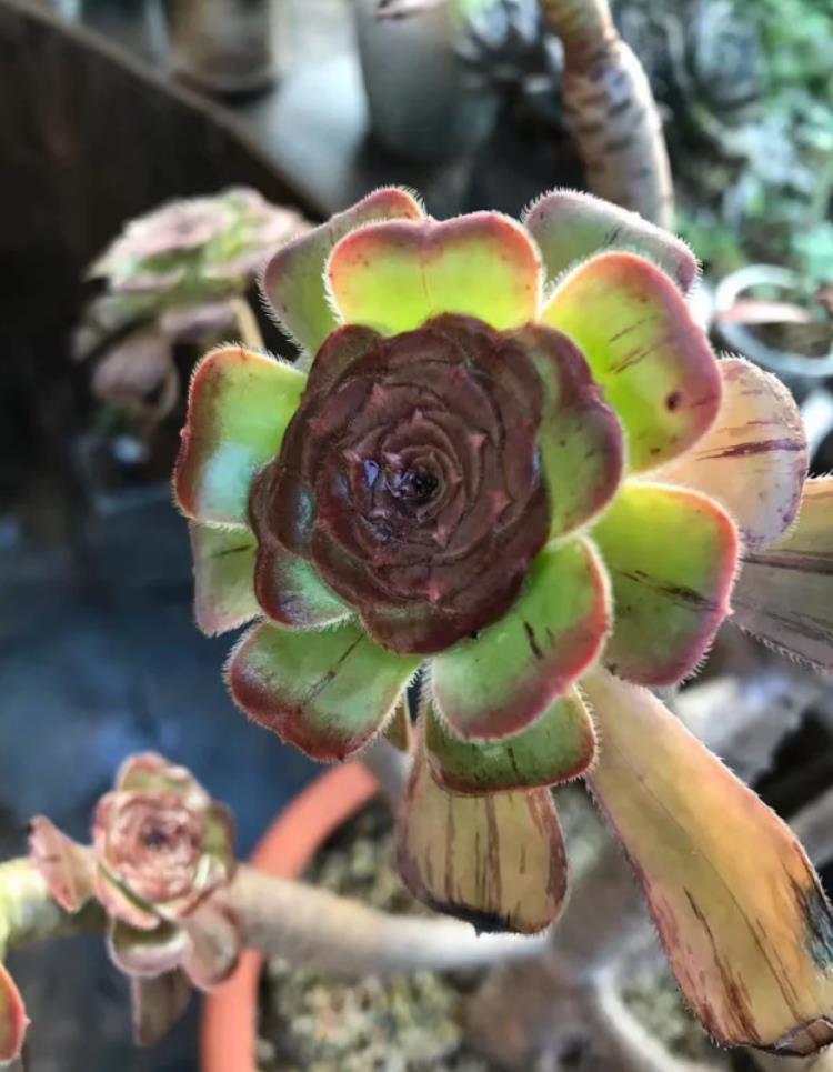 多肉植物法师黑腐了怎么“救”?这2招了解一下吧