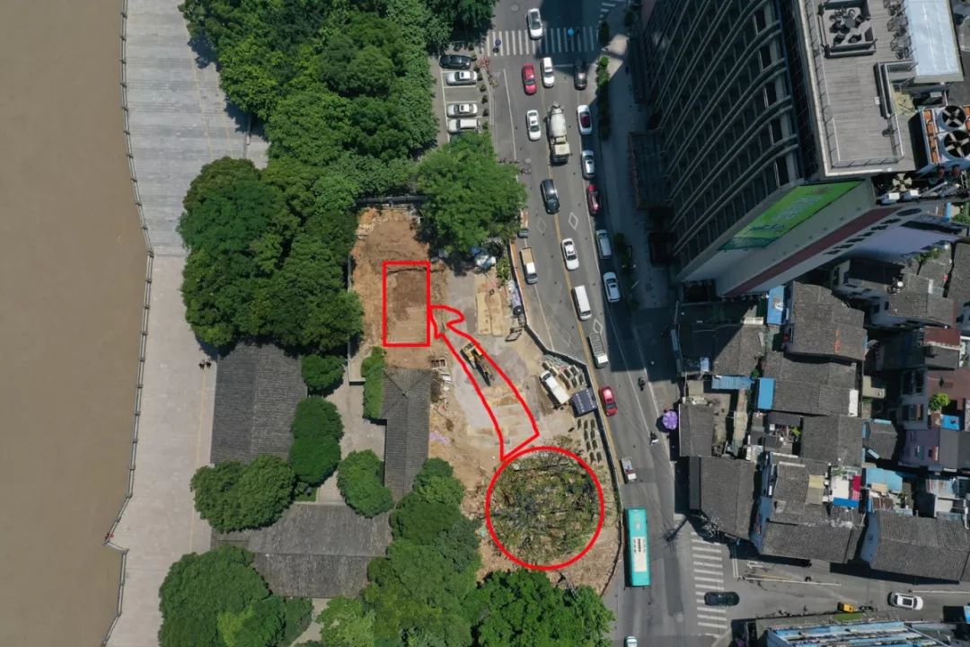 温州望江路上那棵125岁大榕树今天“搬家”！只因…