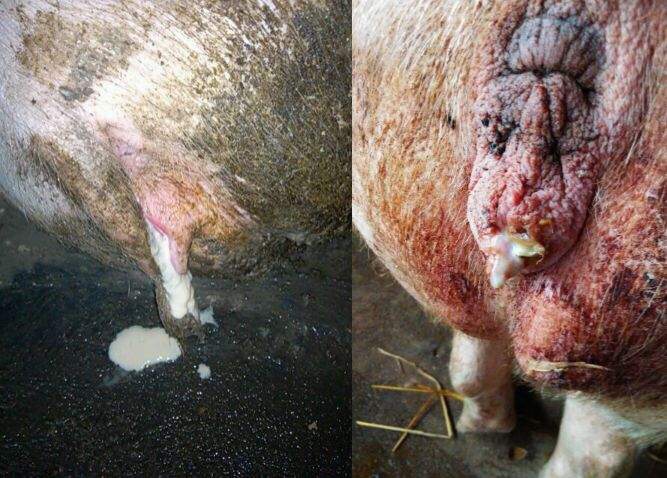 母猪产后要打几针消炎针,母猪产后消炎一天打几针