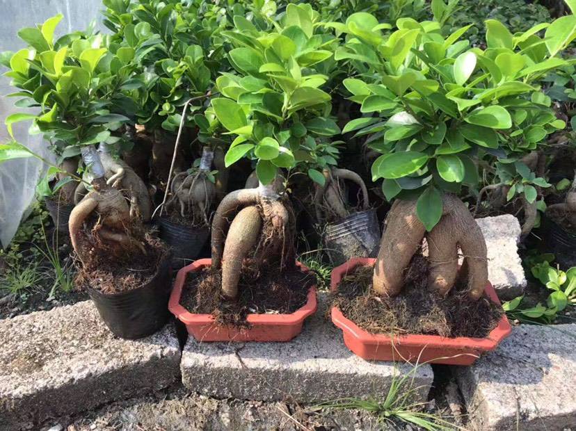 人参榕树嫁接方法图片,人参榕树老根盆景养殖方法