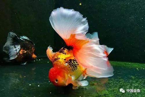 百褶泰狮金鱼尾鳍养多久才会出褶,泰狮金鱼可以和日寿金鱼养一起吗