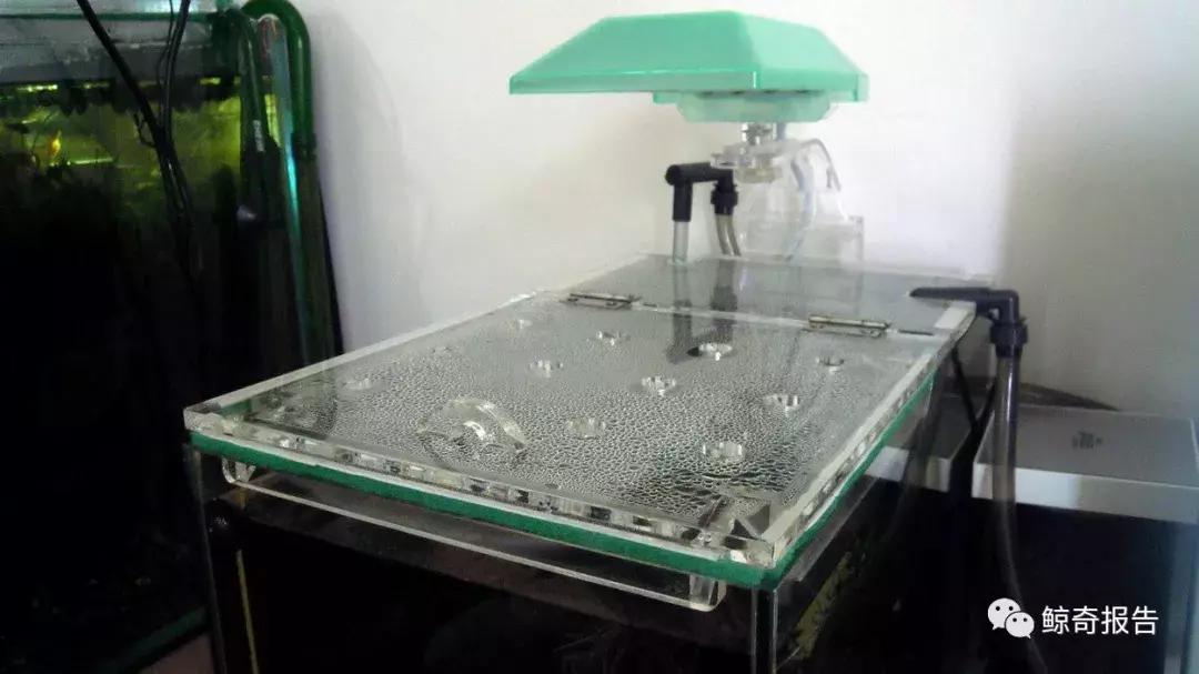 黄金眼镜蛇幼鱼饲养方法,饲养黄金眼镜蛇雷龙的温度是多少