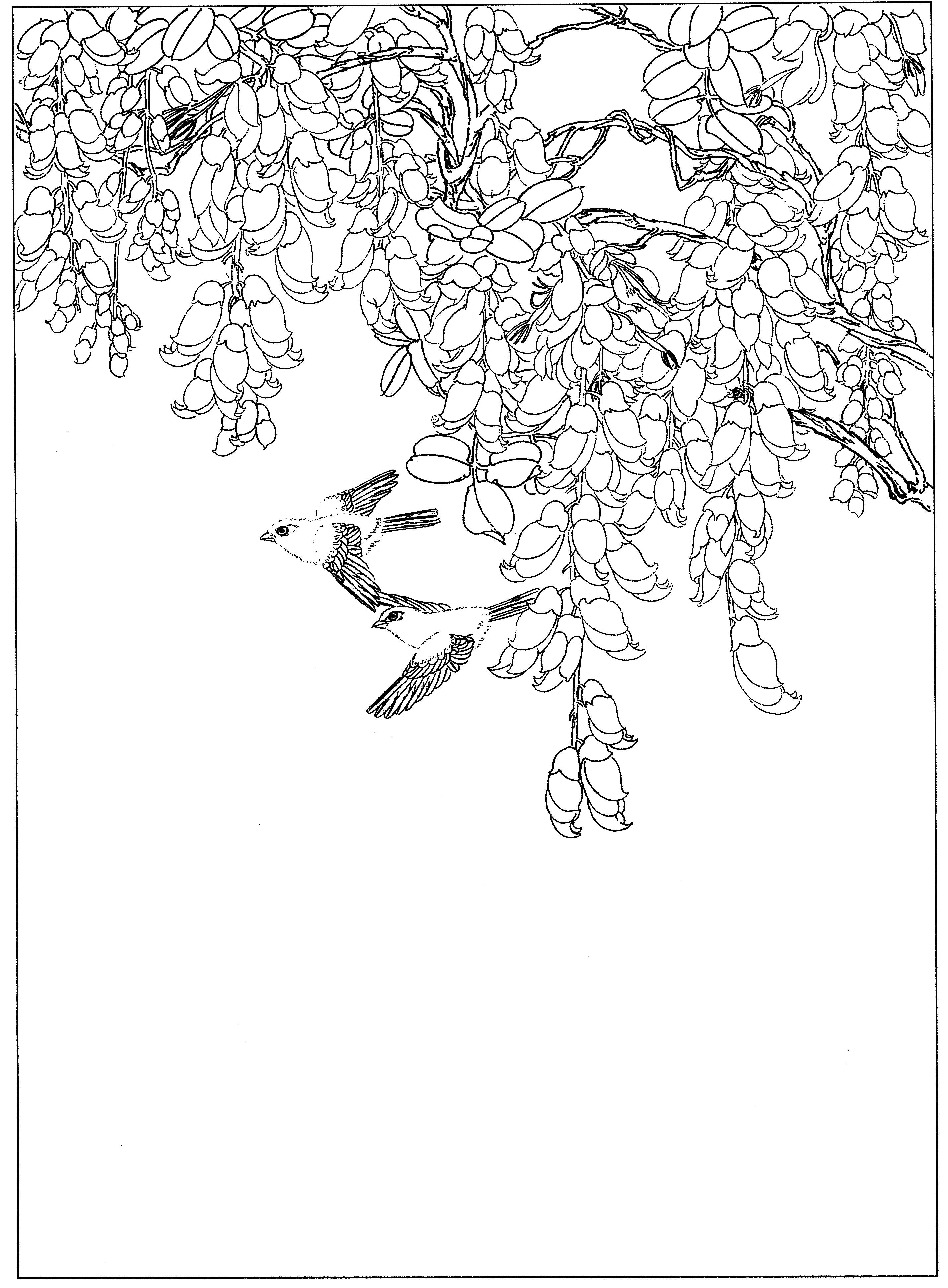 花鸟工笔四条屏白描高清大图,牡丹六尺横幅白描工笔花鸟底稿