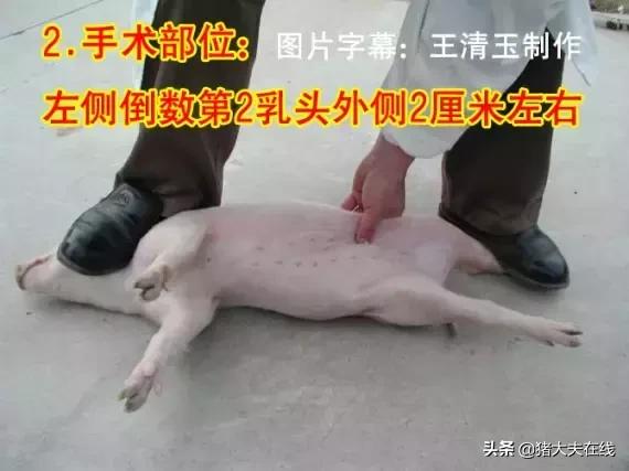 母猪做手术教程,小母猪去势能和疫苗同时进行吗