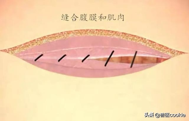 科普:关于犬猫去势/绝育的知识