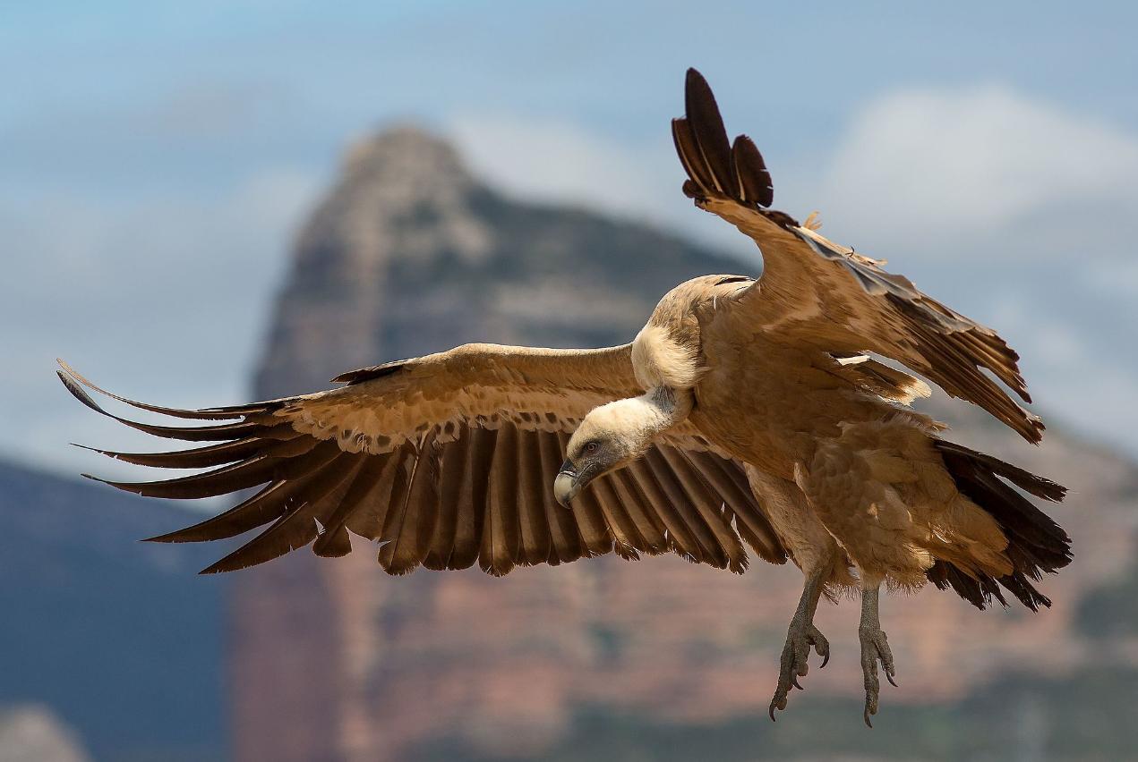 说好了一起捕猎，有的食肉动物却做了清道夫