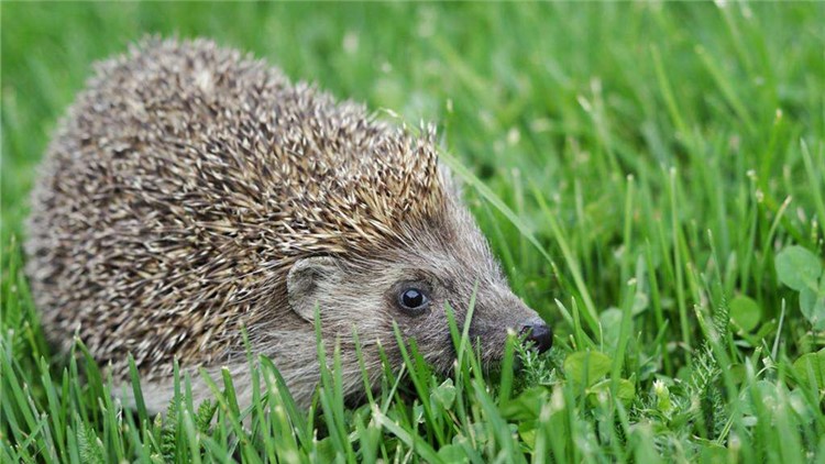 非洲迷你刺猬眼睛疾病,刺猬的症状