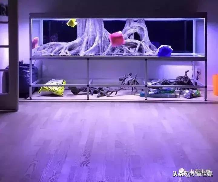 七彩神仙鱼水族箱布景,七彩神仙鱼苗繁殖技术