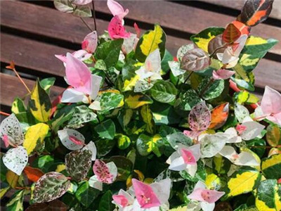 鑺卞彾缁滅煶鐨勫吇娈栨柟娉曞拰娉ㄦ剰浜嬮」,鑺卞彾缁滅煶鐨勫吇娈栨柟娉曞拰娉ㄦ剰浜嬮」鍥剧墖