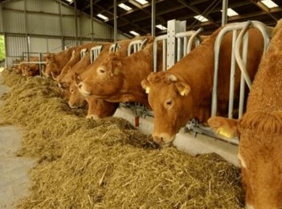 牛积食不拉屎咋办,牛胃里有积食不倒嚼不排便怎么治